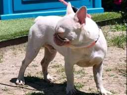 Francuski BULDOG stenci 