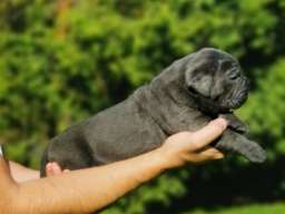 Cane Corso Kane Korso žensko štene