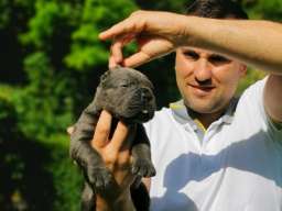 Cane Corso Kane Korso žensko štene