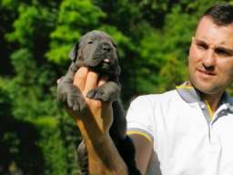 Cane Corso Kane Korso žensko štene