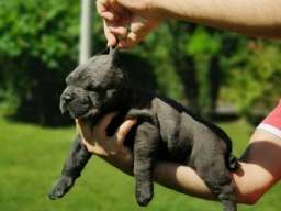 Cane Corso Kane Korso žensko štene