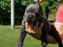 Cane Corso Kane Korso žensko štene