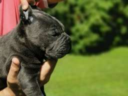 Cane Corso Kane Korso žensko štene