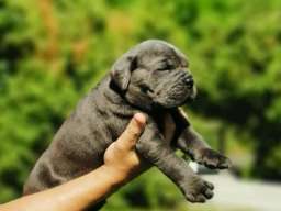 Cane Corso Kane Korso žensko štene