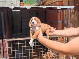 POSAVSKI GONI&Scaron; &scaron;tenci 