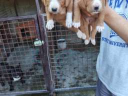 POSAVSKI GONI&Scaron; &scaron;tenci 