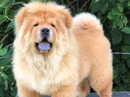 Chow Chow / Čau Čau &scaron;tenci