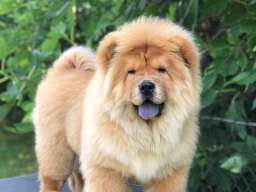Chow Chow / Čau Čau &scaron;tenci