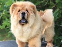 Chow Chow / Čau Čau &scaron;tenci