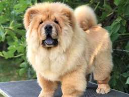 Chow Chow / Čau Čau &scaron;tenci