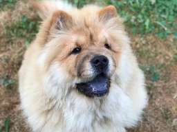 Chow Chow / Čau Čau &scaron;tenci