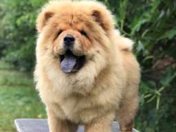 Chow Chow / Čau Čau &scaron;tenci