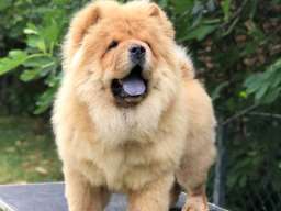 Chow Chow / Čau Čau &scaron;tenci