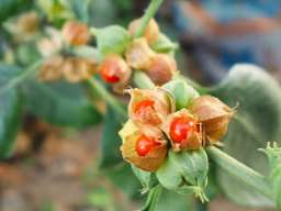 Tečni Hlorofil &ndash; Detoks i energija iz prirode