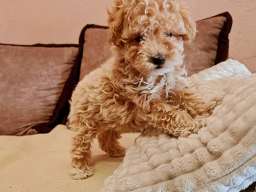 Maltipoo &scaron;tenci