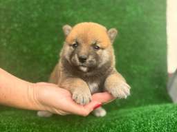 Shiba inu &scaron;tenci