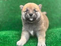 Shiba inu &scaron;tenci