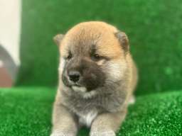 Shiba inu &scaron;tenci