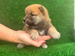 Shiba inu &scaron;tenci