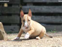 Mini Bull Terijer prelepi stenci