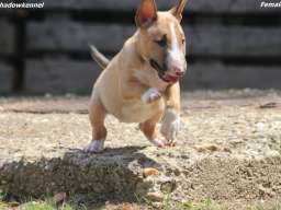 Mini Bull Terijer prelepi stenci