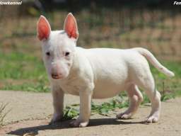 Mini Bull Terijer prelepi stenci