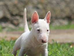 Mini Bull Terijer prelepi stenci