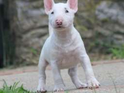 Mini Bull Terijer prelepi stenci