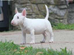 Mini Bull Terijer prelepi stenci