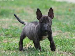 Mini Bull Terijer prelepi stenci