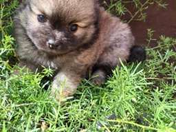 Nemački &scaron;pic pomeranskog tipa 