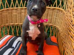 Pit Bull terijer prelepi stenci