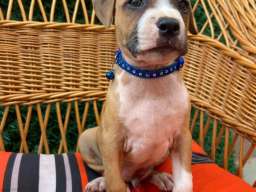 Pit Bull terijer prelepi stenci