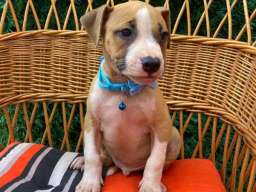 Pit Bull terijer prelepi stenci