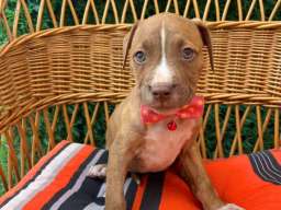 Pit Bull terijer prelepi stenci
