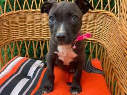 Pit Bull terijer prelepi stenci