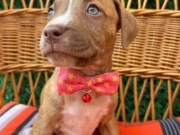 Pit Bull terijer prelepi stenci