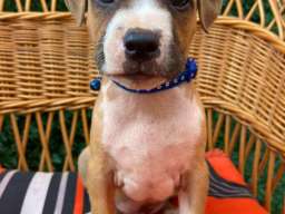 Pit Bull terijer prelepi stenci