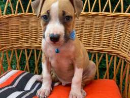 Pit Bull terijer prelepi stenci