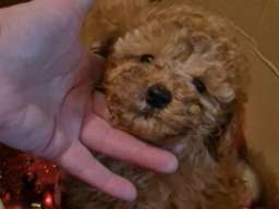 Prelepo &scaron;tene pudle, ženka