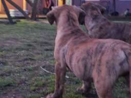 Na prodaju stenci prese kanario, vrhunskog porekla 