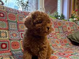 Toy Pudle prelepe na prodaju