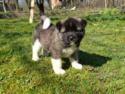 Americka Akita prelepi stenci