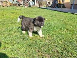 Americka Akita prelepi stenci