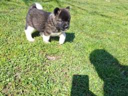 Americka Akita prelepi stenci