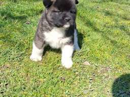 Americka Akita prelepi stenci