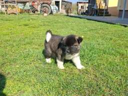 Americka Akita prelepi stenci