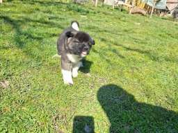 Americka Akita prelepi stenci