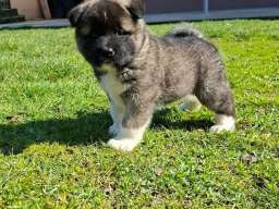 Americka Akita prelepi stenci