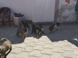 Američka Akita, &scaron;tenci